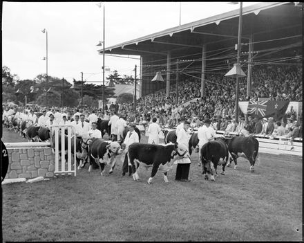 "Herefords parade in Front of Main Stand" Royal Show