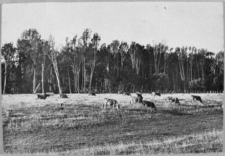 Jersey cows grazing, Whakarongo