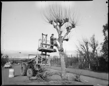 "Trees Under Treatment" - Pruning Trees in Fitzherbert Avenue