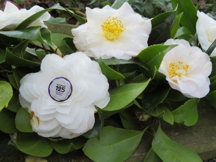White camellias with Suffrage 125 badge