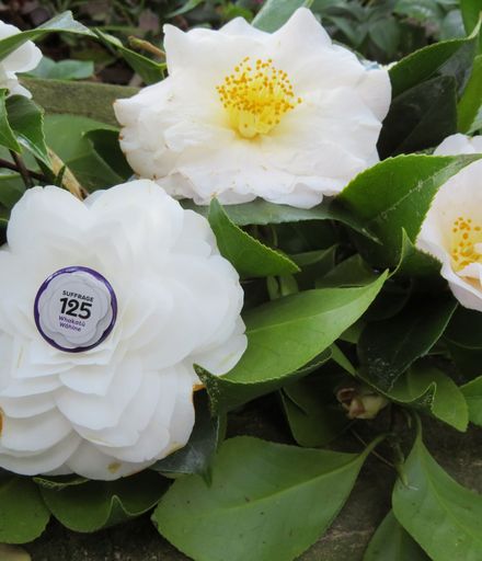 White camellias with Suffrage 125 badge