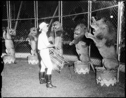 "Smile for the Photographer Boys" Lions from Wirth's Circus - Resource cover image