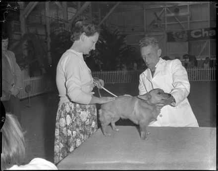 "Mrs. Stewart Lusk's Welsh Corgi" Dog Judging at A&P Show - Resource cover image