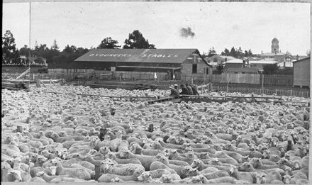 Feilding Saleyards