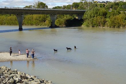 People with their dogs by Manawatu River - Resource cover image