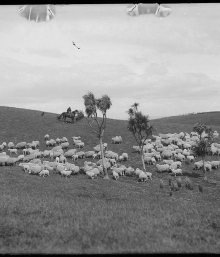 Sheep in a Paddock