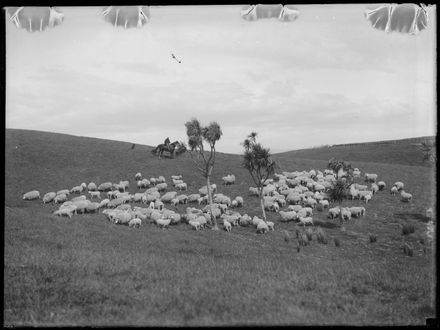 Sheep in a Paddock