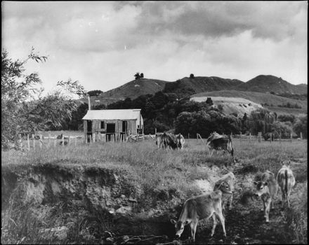 Remains of an Early Cottage - Pohangina Valley