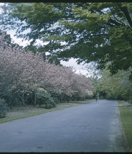 Victoria Esplanade Gardens - Cherry Trees