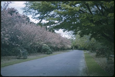 Victoria Esplanade Gardens - Cherry Trees