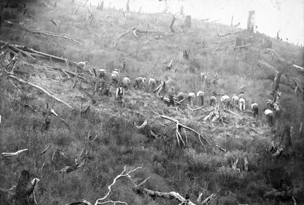 Reaping by hand in the Pohangina Valley