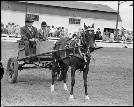 "Harness Pony in Parade"