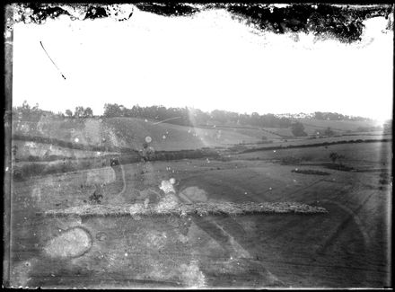 Herd of Sheep on W J Young's Farm