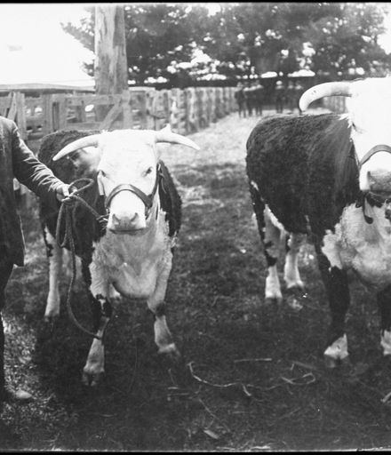Champion Hereford cows, Feilding