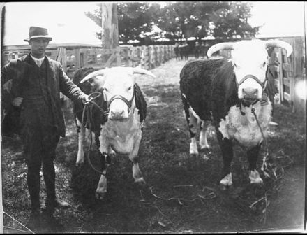 Champion Hereford cows, Feilding