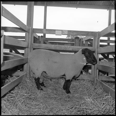 "Champion Ram at Feilding Show"