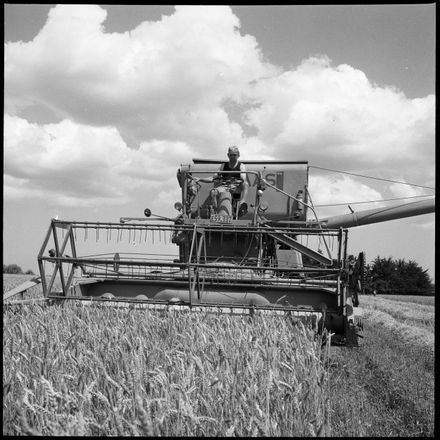 "New Variety of Wheat For Manawatu?"
