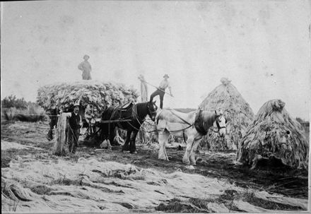 Loading dried flax fibre onto cart