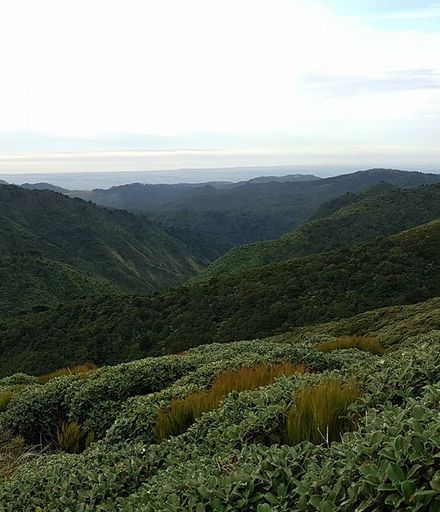 Panorama View from Burn Hut, Mangahao