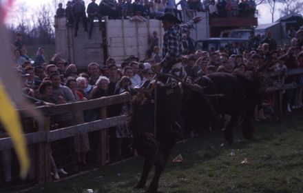 Linton Rodeo