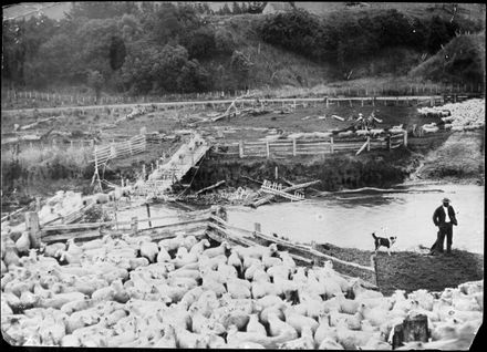 Sheep Farming