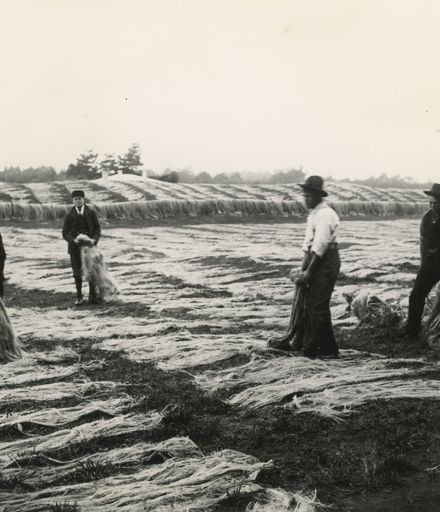 Paddockers laying down flax to dry, Foxton