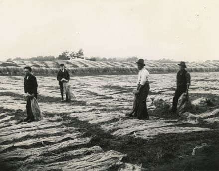 Paddockers laying down flax to dry, Foxton