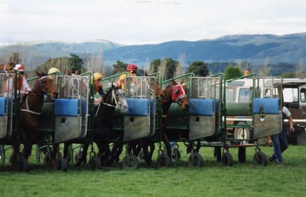 Race Horses in Starting Gates