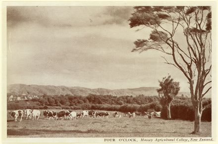 Dairy Herd, Massey Agricultural College - Resource cover image