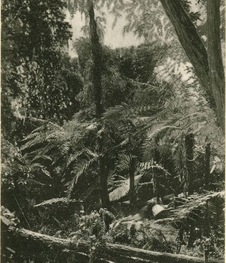 View of Ferns, Victoria Esplanade