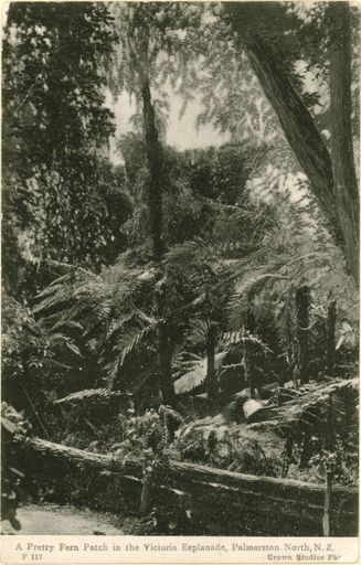 View of Ferns, Victoria Esplanade