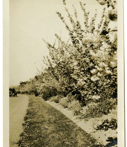 Andrews Collection: Flowering Trees