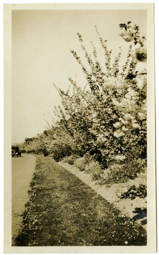 Andrews Collection: Flowering Trees