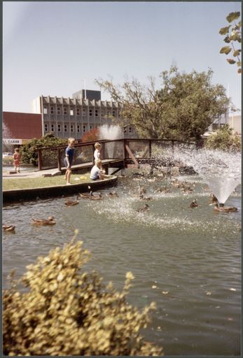 Ducks on the lakelet in The Square