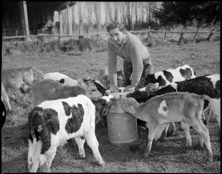"Foster Father Looks After his Charges" Feeding Calves