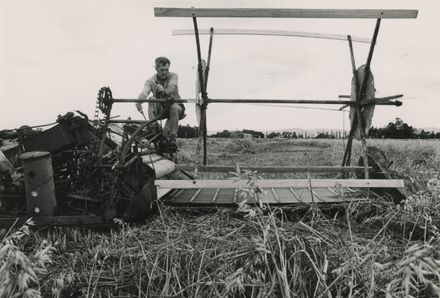 David Ford operating a 'McCormick Deering' reaper and binder