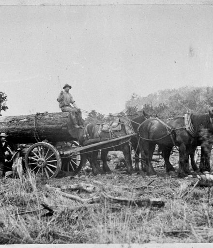 Carting a Log from Bush to Sawmill, Pohangina Valley