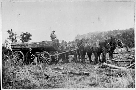 Carting a Log from Bush to Sawmill, Pohangina Valley