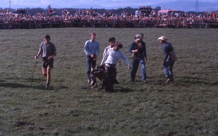 Linton Rodeo