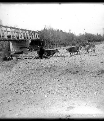 Cattle grazing near bridge, Tokomaru
