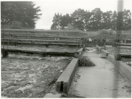 Sewage Ponds, Awapuni
