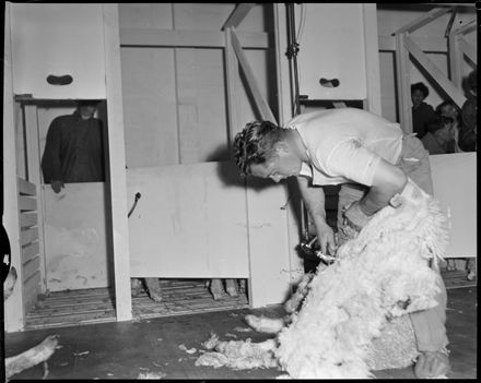 "North Island Y.F.C. Shearing Championship"