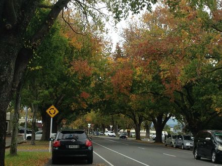 Autumn in Victoria Ave Palmerston North