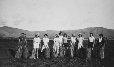 Women's Service League bagging potatoes, Opiki