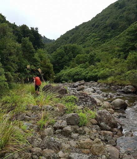 College Creek, Mangahao, Tararua Forest Park