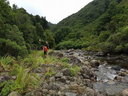 College Creek, Mangahao, Tararua Forest Park