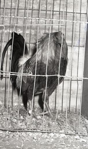 2024N_Goldingham_B3-F6_042024_005