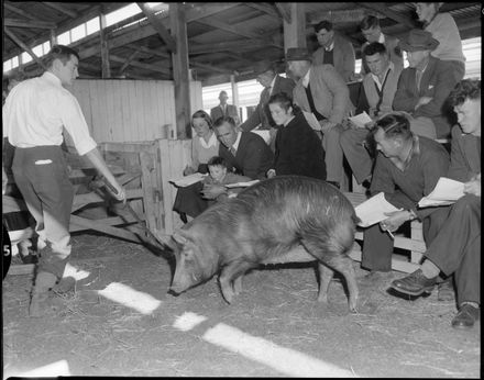 "Pedigree Pig Sale at Showgrounds" - Resource cover image