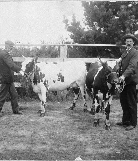 Men showing cows