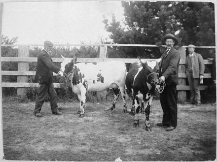 Men showing cows